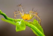 highly venomous spider species