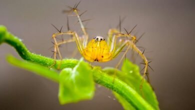 highly venomous spider species